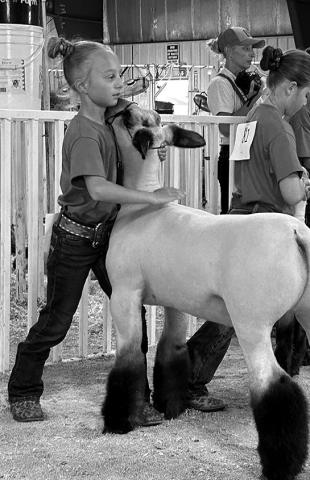 Livestock exhibitors must follow the North Dakota State Board of Animal Health regulations. NDSU photo