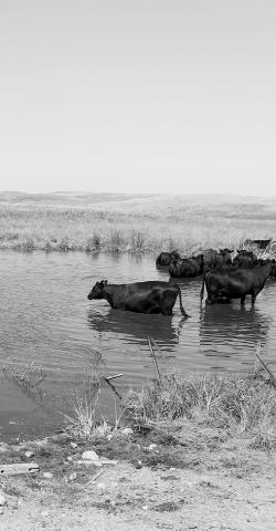 Having access to good-quality water is one of the limiting factors for cattle in most grazing systems. (NDSU photo)