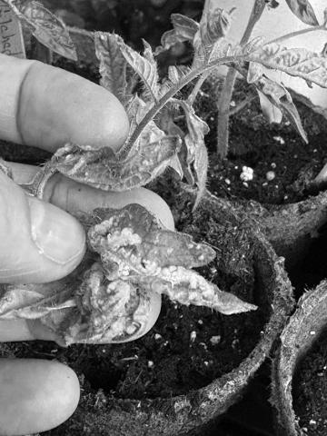 Oedema management strategies include avoiding overwatering, increasing air movement and ventilation, spacing plants, and improving lighting. NDSU photo