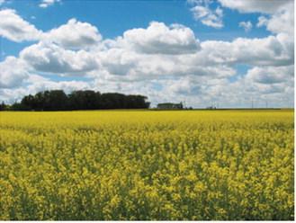 Canola field in bloom near the Langdon Research Extension Center. Submitted photo