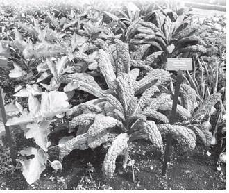 Bright native plants such as blanket flowers can add color to your landscape. NDSU photo