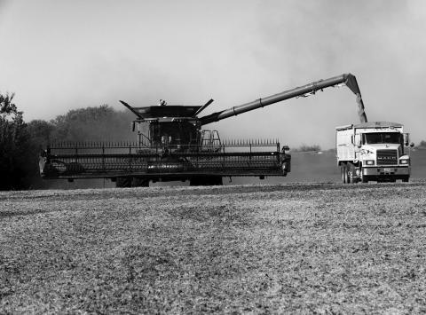 Beans harvested in September 2025 near Hamberg, North Dakota. Photo by Lora Wobbema/For the North Dakota Monitor