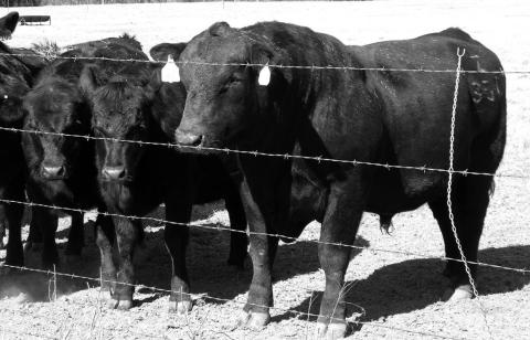 There are several management strategies that can ease the transition of bulls from being overconditioned to breeding-season condition. Alabama Cooperative Extension System photo