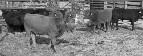 NDSU Extension offers webinar on backgrounding calf management