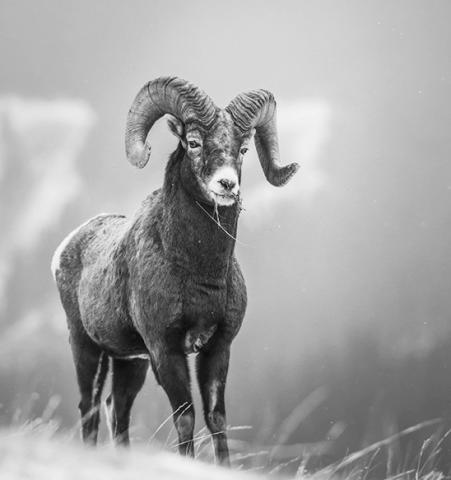 A record 378 bighorn sheep were counted in the badlands of western North Dakota.