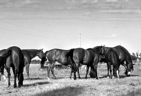 Session topics will include equine ocular health and neurologic conditions. NDSU photo