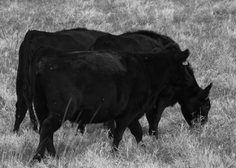 Being prepared for unfavorable growing conditions is a management strategy for every year. (NDSU photo)