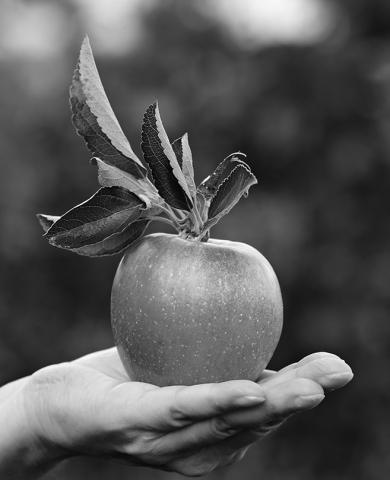An apple has about 100 calories, and it contains potassium, vitamin C and other nutrients. Pixabay photo