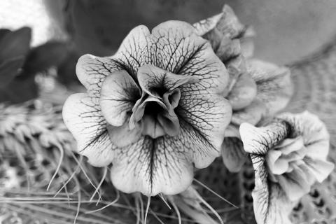 There are hundreds of petunia varieties to choose from. (Pixabay photo)