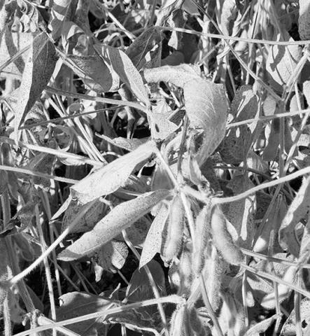 Soybeans in a Cass County, North Dakota, field on Sept. 10, 2025, turn color as harvest approaches. Photo by Jeff Beach/North Dakota Monitor