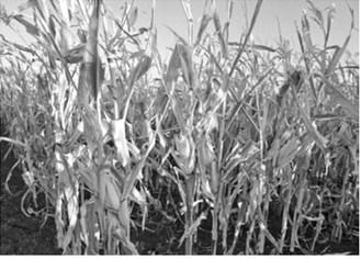 Corn stands in a field in northern Cass County during the 2024 harvest season. Photo by Jeff Beach/North Dakota Monitor