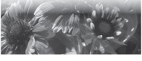 Bright native plants such as blanket flowers can add color to your landscape. NDSU photo