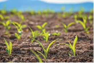 Slower start, stronger May: What farmers can expect this planting season
