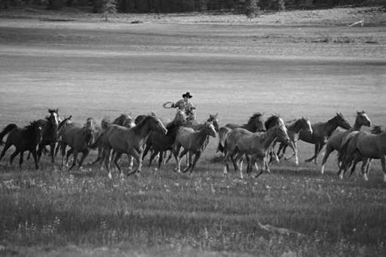 Theodore Roosevelt National Park releases report on wild horses