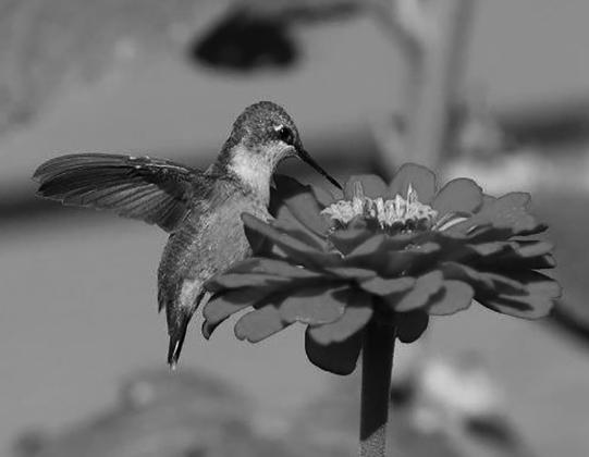 Humming bird feasting on a Zinnia. Photo by Mike Alan Steinfeldt.