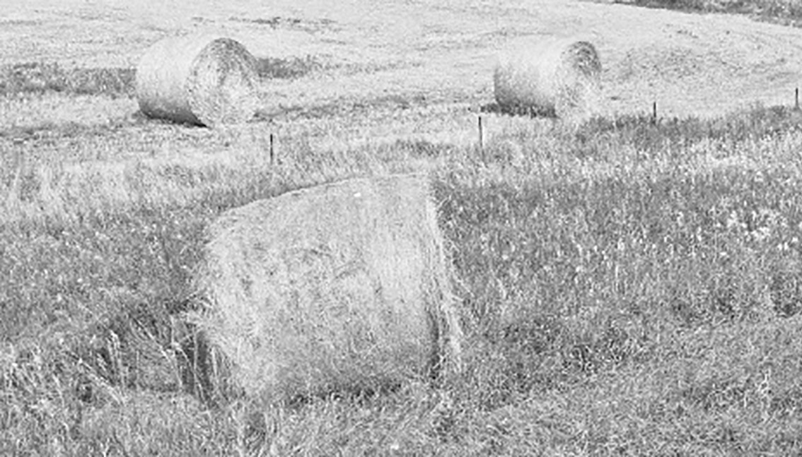 Farmers should take stock of their forage supply before winter feeding begins