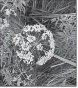 The reported locations of spotted water hemolock have been in wet and subirrigated meadows, along the edge of cattail sloughs, and adjacent roadside ditches, water drains and creek bottoms. NDSU photo