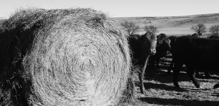 Body weight, stage of production, environmental factors and forage quality will play a key role in determining the winter feed needs of a cow. NDSU photo.