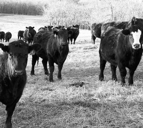 Cattle roam in a pasture near Killdeer in southwest North Dakota. (Jeff Beach/North Dakota Monitor)