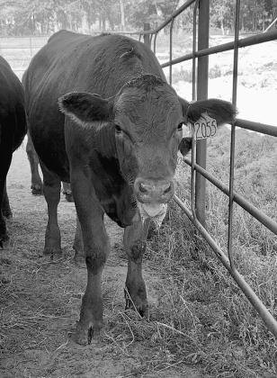 This calf exhibits a high panting score and foaming of the mouth caused by heat stress. (NDSU photo)