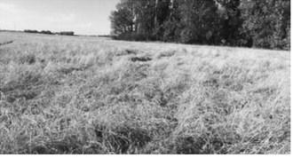 Field showing lodged wheat stems with flax seed shaped Hessian fly puparia. Submitted photos