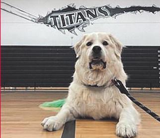 Therapy dog turns ruff days into paws-itive ones for students
