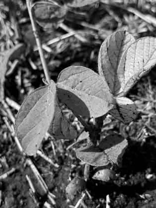 Selecting a soybean variety with IDC tolerance is an important management decision that can help producers minimize the negative impact of chlorosis on yield. NDSU photo