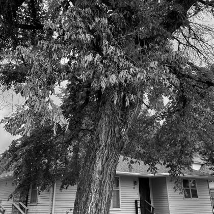 An American elm in Bowman, North Dakota, shows symptoms of Dutch elm disease. (NDSU photo)