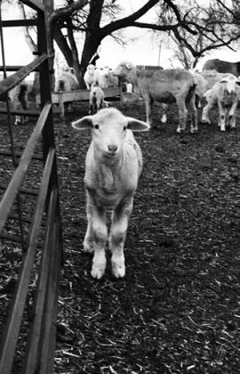 NDSU sheep workshop scheduled for April 15