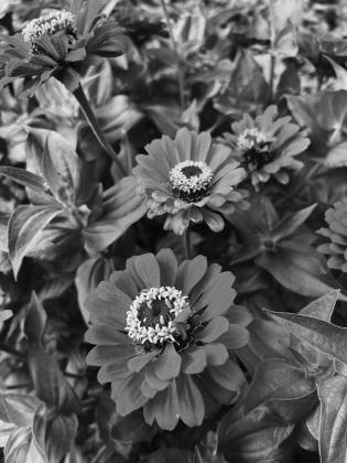 Great for pollinators, zinnias like hot, dry weather and full sun. NDSU photo.