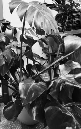 Dakota Gardener: Monstera maintenance