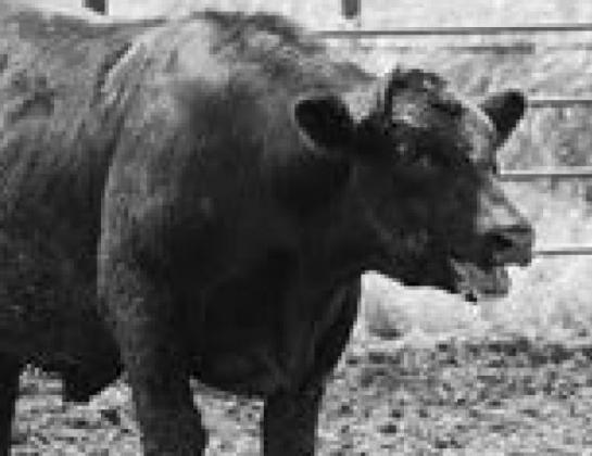 This feedlot steer is experiencing heat stress. NDSU photo.