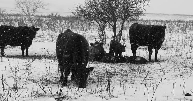 Adequate nutrition, water access and bedding are just some of the considerations that ranchers should be thinking about during winter storms. (NDSU photo)