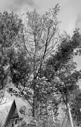 Dakota Gardener: knowing when to say goodbye