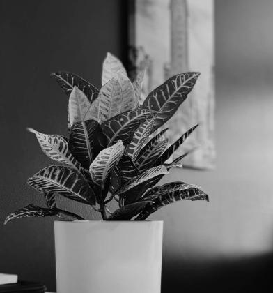 Croton plants are popular, simply for their colorful foliage. Photo by Unsplash.
