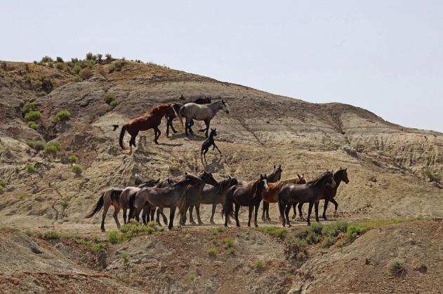 Horses from the Arrowhead and Flax bands mingle below the crest of a butte, with foal Grizz scampering up toward his mother Little Bear [black, in back] in June, 2023. Photo provided by Christine Kman.
