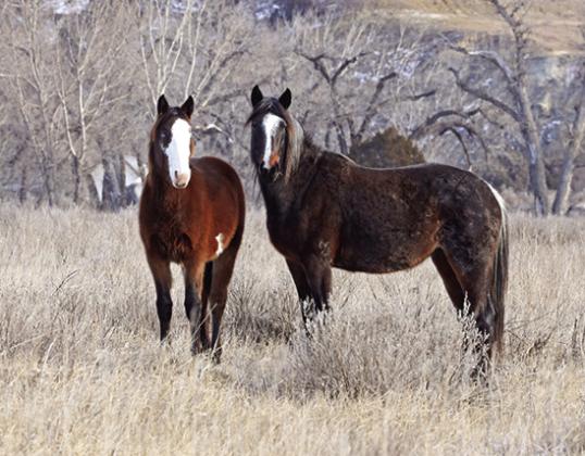 Horses Dreamer [left] and her mother Bee of stallion Nicols band of horses, taken near Peaceful Valley Ranch in December 2023. Photo provided by Christine Kman.