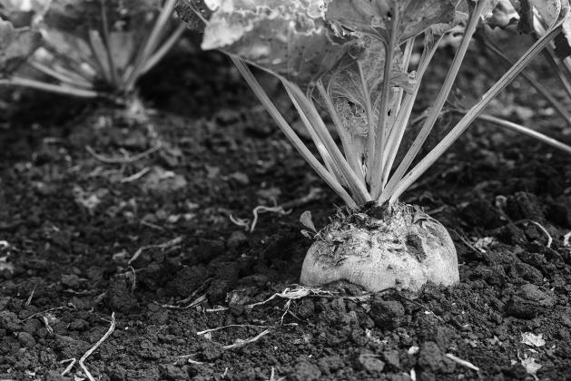 For the first time in years, weather conditions forced re-seeding of area sugarbeet fields.