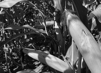 The Getting It Right annual crop production webinars feature the latest research-based production information presented by NDSU specialists. (NDSU photo)