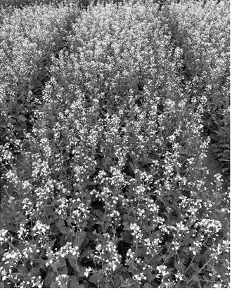 The educational webinar will provide research updates and recommendations to help farmers make production decisions for the 2025 growing season. NDSU photo.