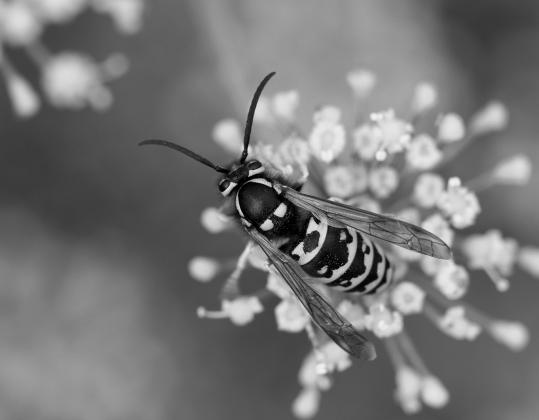 Yellowjackets have smooth bodies with few hairs compared to bees. Photo by Whitney Cranshaw, Colorado State University, Bugwood.org