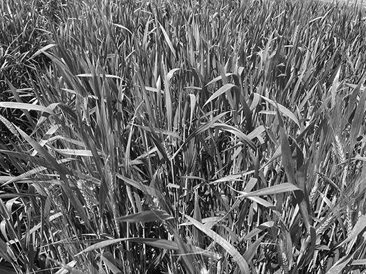 2023 NDSU Hard Red Spring Wheat, Durum and Barley-Oat-Rye variety trial results now available