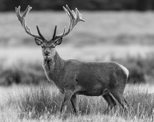 2024 Deer hunting questions
