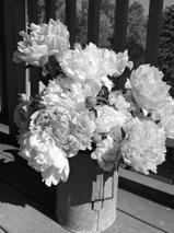 Consider adding some easy-to-grow, beautiful peonies to your garden. (NDSU photo)