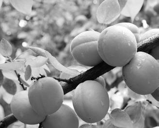 To enjoy both the splendor of apricot blossoms in spring and their golden fruits in summer, we need to delay the blooming as long as possible. (Pixabay photo)