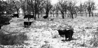For beef cowherds, forages are the backbone for meeting nutrient demand. (NDSU photo)