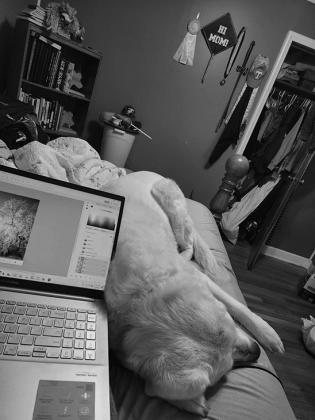 Left, aunty; middle, my mom. Luna laying in bed with me while I work from my “childhood room.”