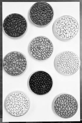 The webinar will feature experts discussing a range of topics about dry beans and nutrition. (NDSU photo). (NDSU photo)
