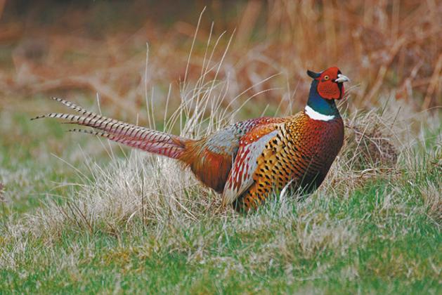 Pheasants are released each year prior to the Youth Pheasant Opener.