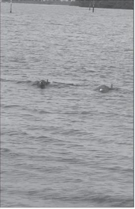 Certain death – two killer dolphins bearing down on our pontoon.